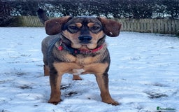 Mixed Breed dogs for sale: Mixed breed rescue dog from Cyprus  - Image 10