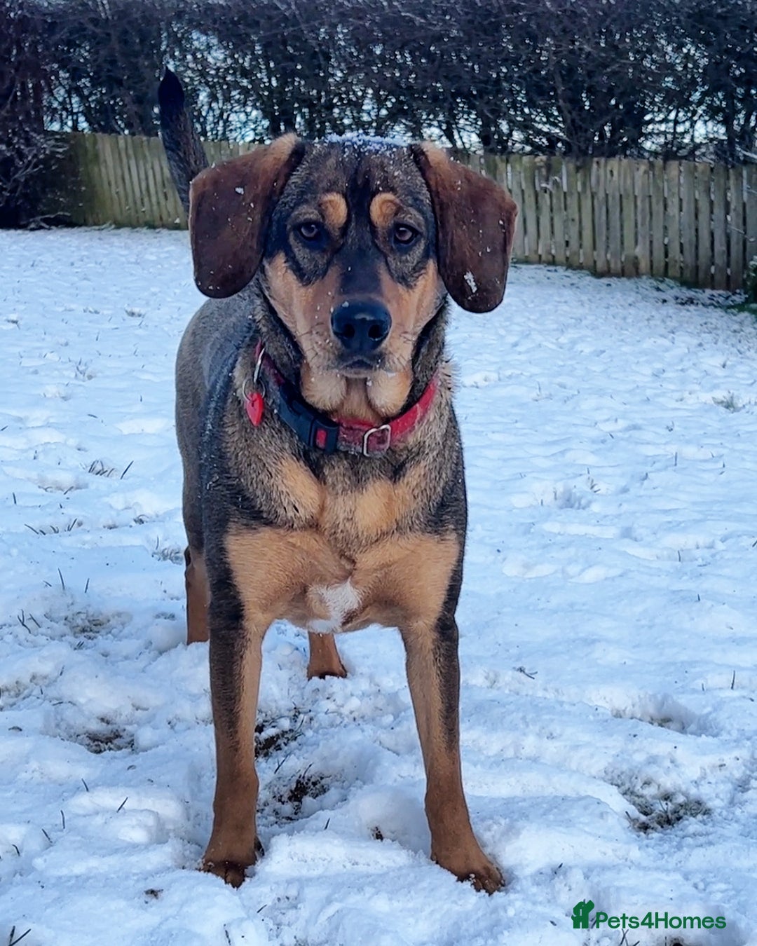 Mixed Breed dogs for sale: Mixed breed rescue dog from Cyprus  - Image 10