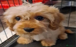 Cavapoo dogs for sale: Extensively health tested and vaccinated - Image 3