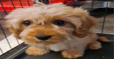 Cavapoo dogs - Advert 1