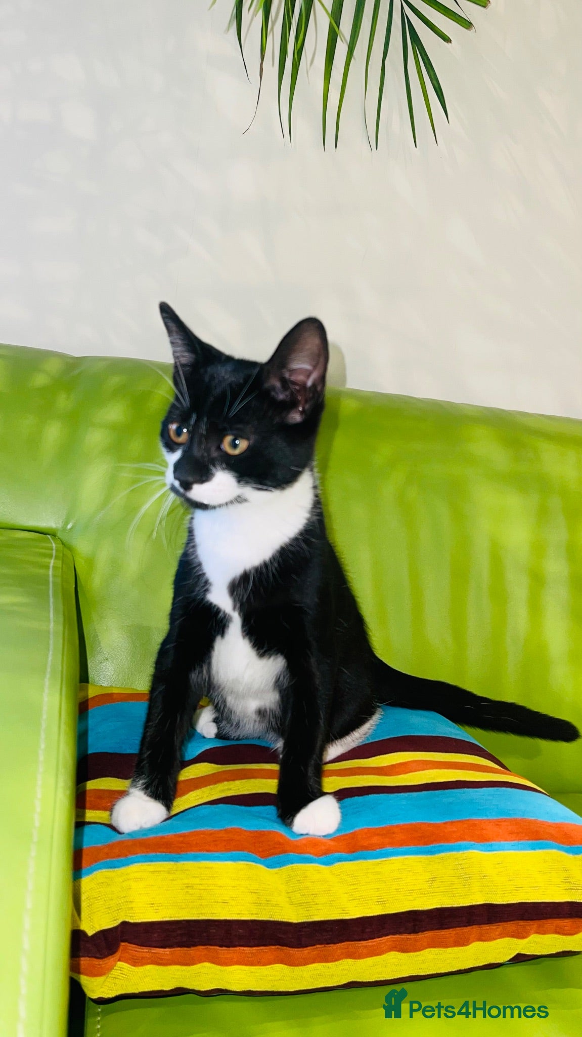 Mixed Breed cats Kittens for sale ,mixed breed, wonderful behaviour - Advert 2