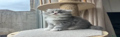 Milo