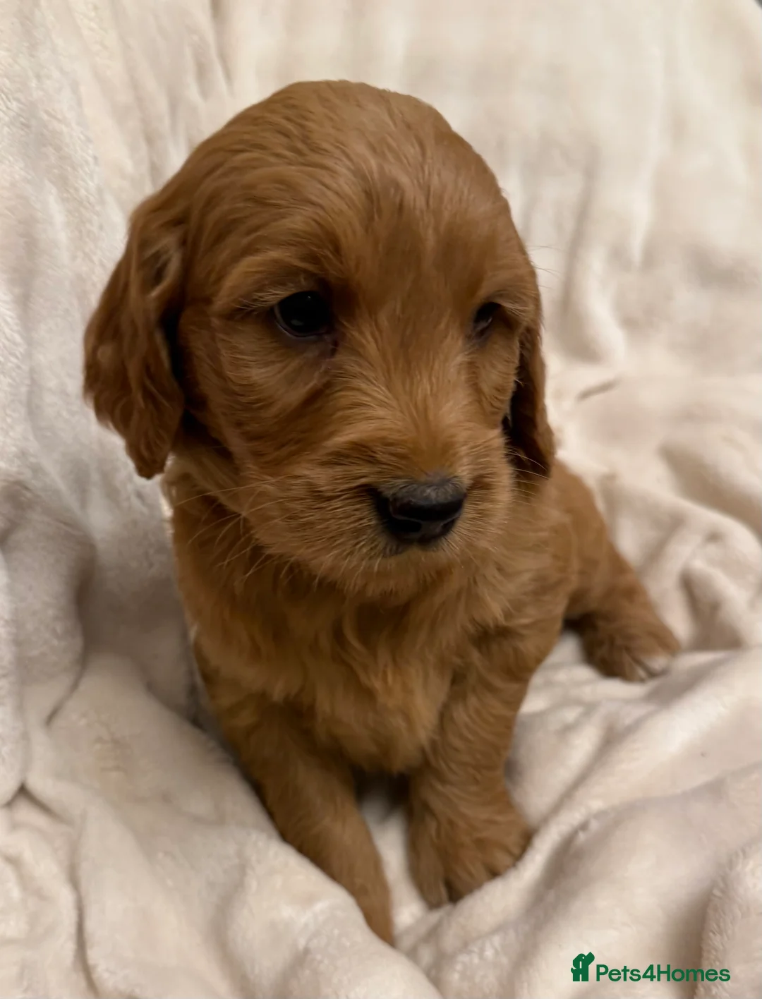 Goldendoodle dogs for sale: Goldendoodle standard puppies  - Advert 5
