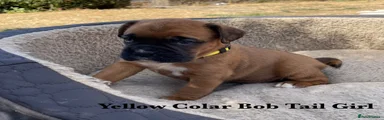 Boxer 4 Yellow Colar Bob Tail Girl