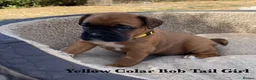 Boxer dogs for sale: KC Registered Boxer puppies  in Chesterfield - Advert 5