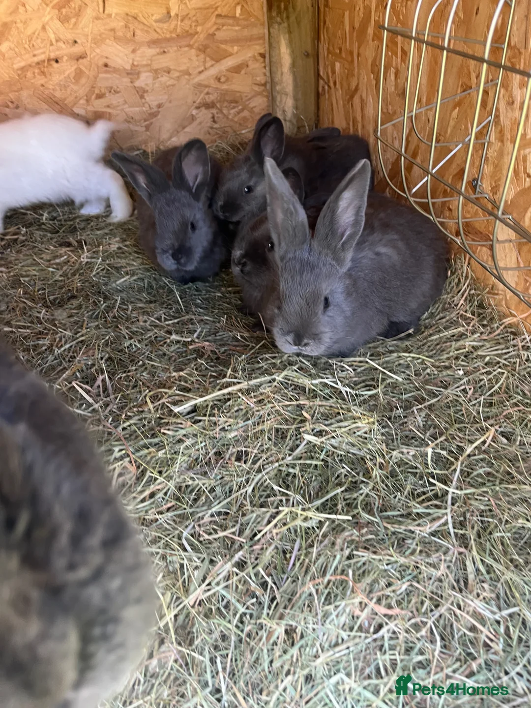 Continental Giant rabbits for sale: Rabbits for sale  - Advert 12