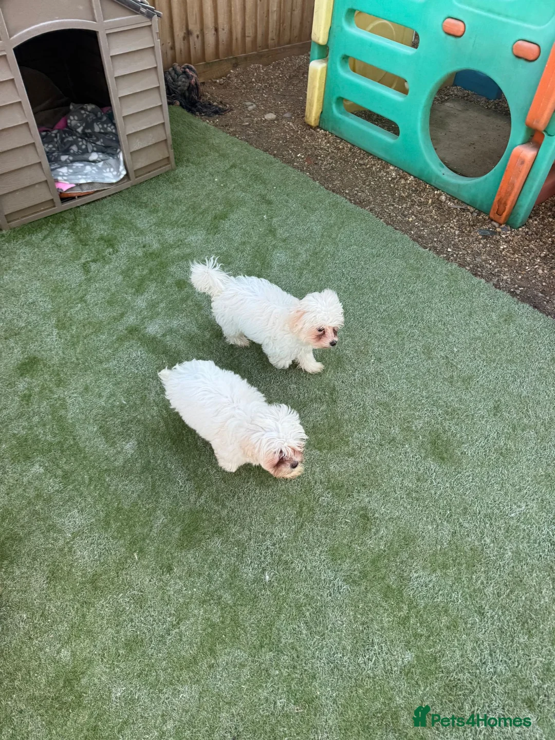 Bichon Frise dogs for sale: Two Mini Bichon Frise Ready for their New Home - Advert 3