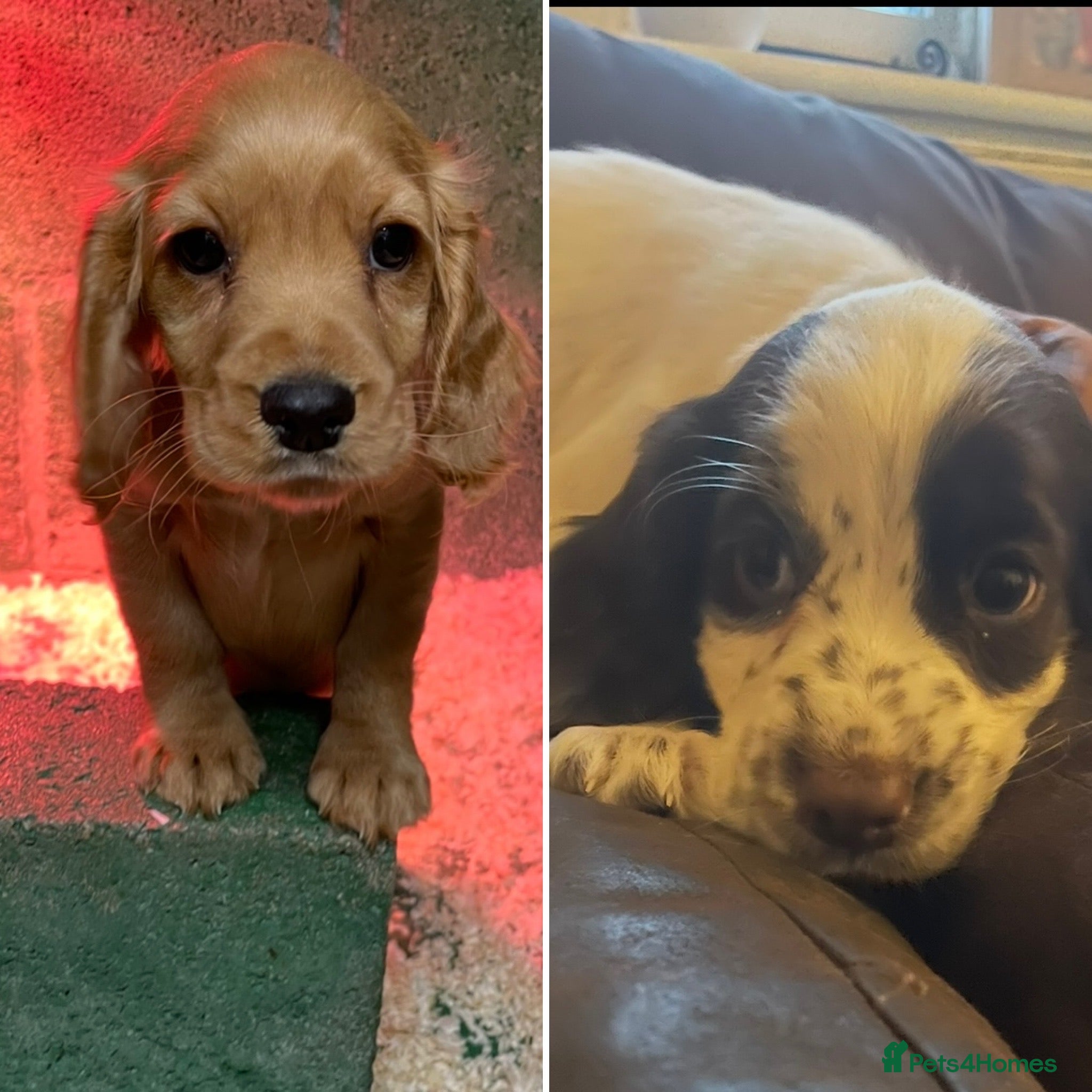 Cocker Spaniel dogs 💕2  lovely Girl Cocker Spaniel Puppies left💕 - Advert 3