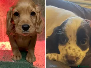 Cocker Spaniel dogs 💕2 lovely Girl Cocker Spaniel Puppies left💕 - Advert 12