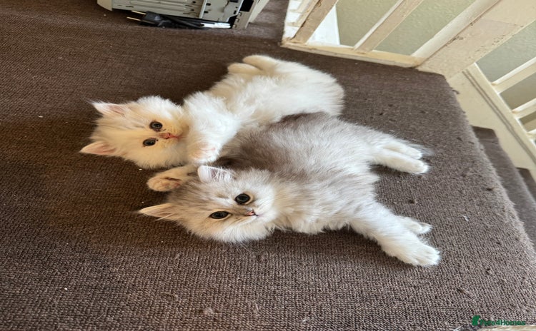 Persian cats - Advert 14