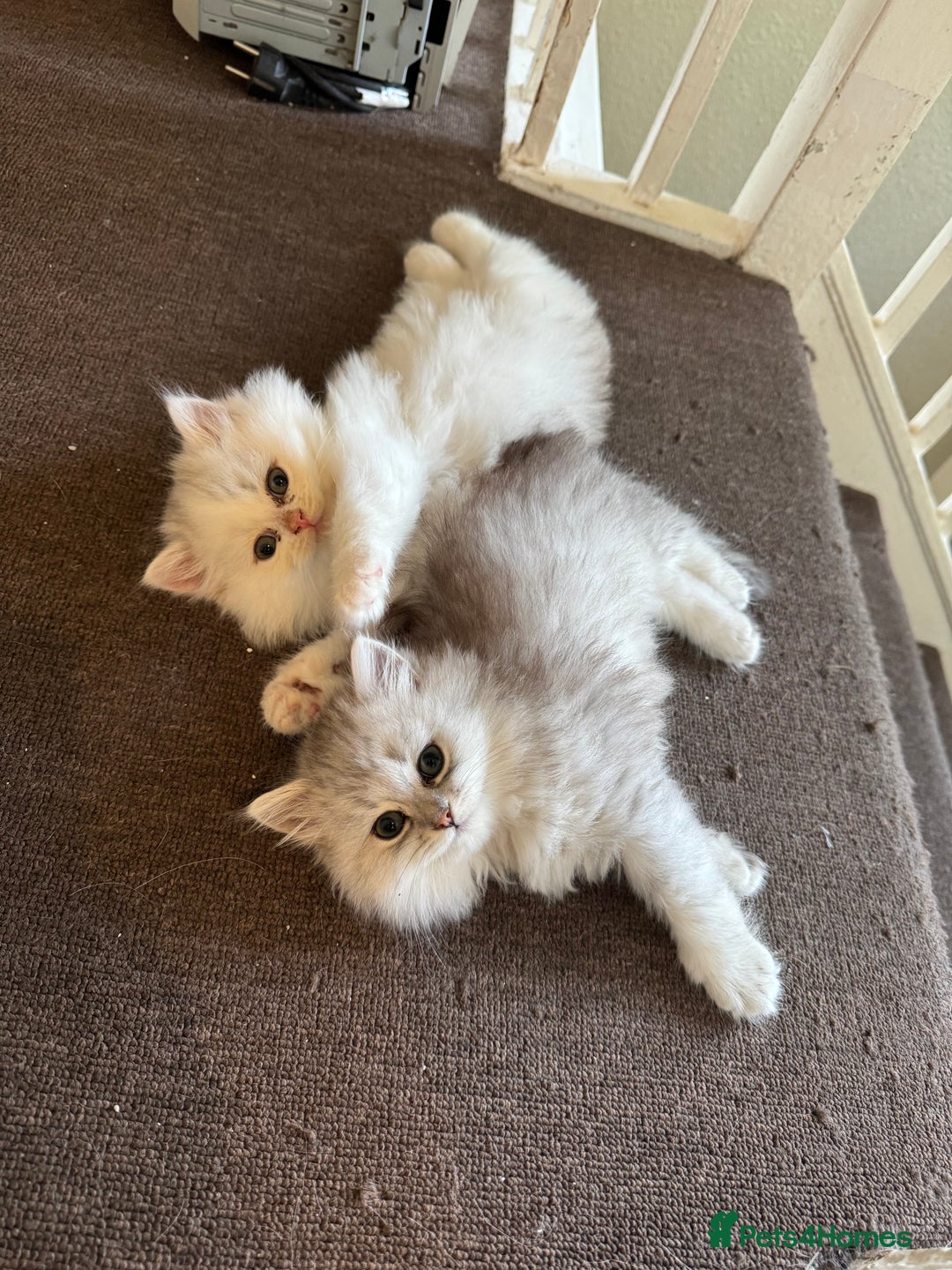 Persian cats for sale: Persian Chinchilla Kittens - Image 1