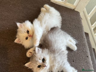 Persian cats - Advert 23