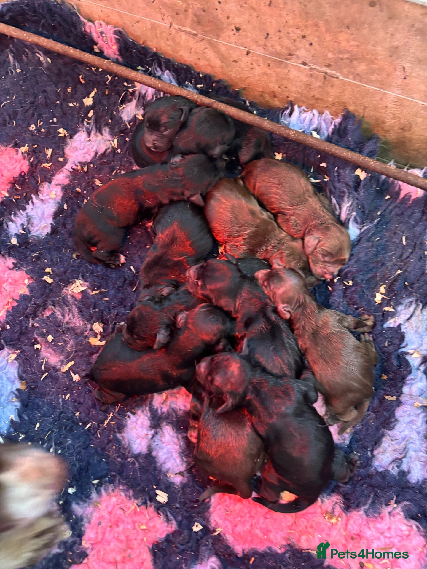 Sprocker dogs Sprocker Spaniel Puppies  - Advert 2