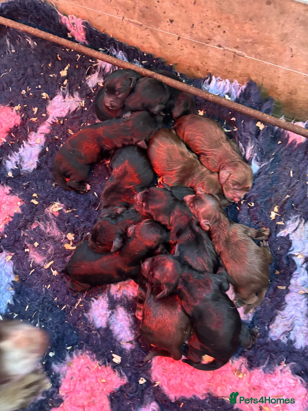 Sprocker dogs for sale: Sprocker Spaniel Puppies  - Advert 2