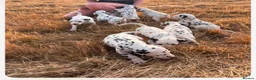 Dalmatian dogs for sale: Dalmation puppies in Bury Saint Edmunds - Advert 5