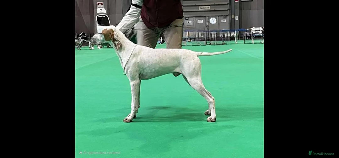 Pointer dogs for sale: Quality Pointer puppies - Advert 13