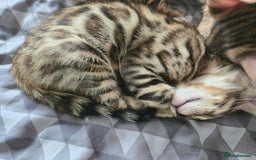 Bengal cats for sale: Bengal kittens for sale £350 - Image 13