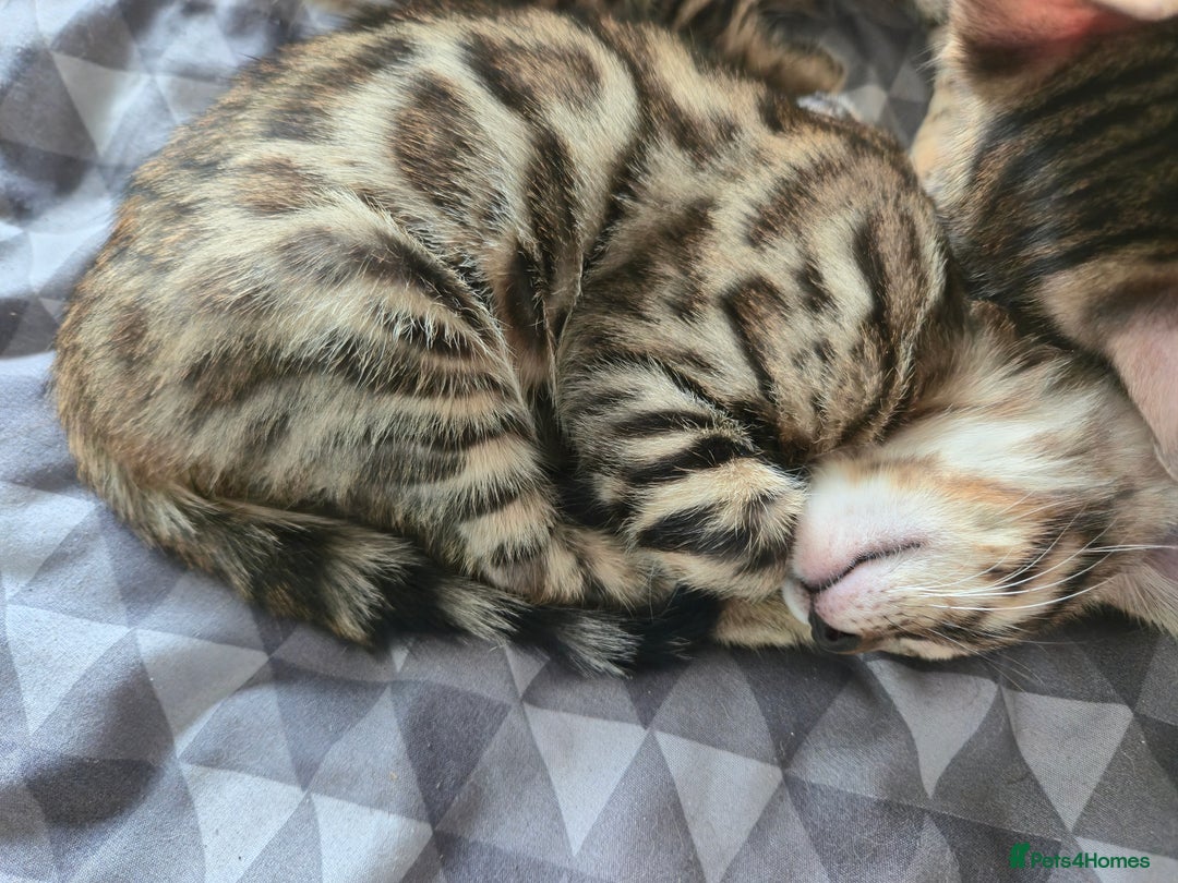 Bengal cats for sale: Bengal kittens for sale £350 - Image 13