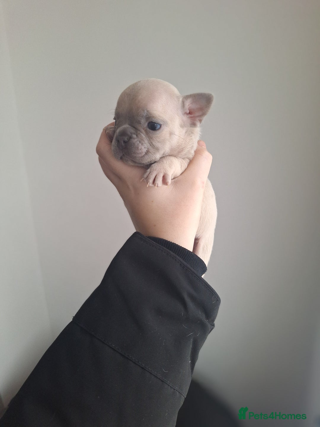 French Bulldog dogs for sale: French bulldog babies  - Advert 22