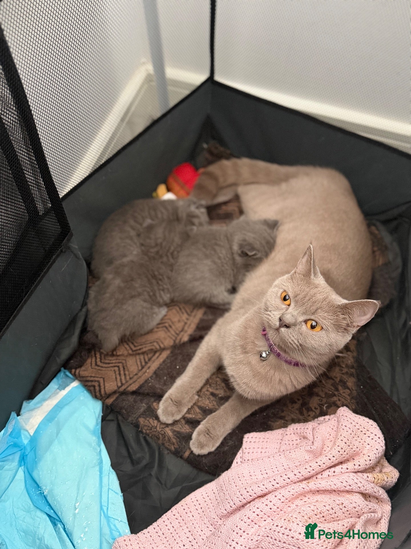 British Shorthair cats 3 male British Shorthairs - Advert 1