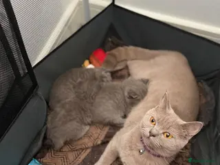 British Shorthair cats 3 male British Shorthairs - Advert 3
