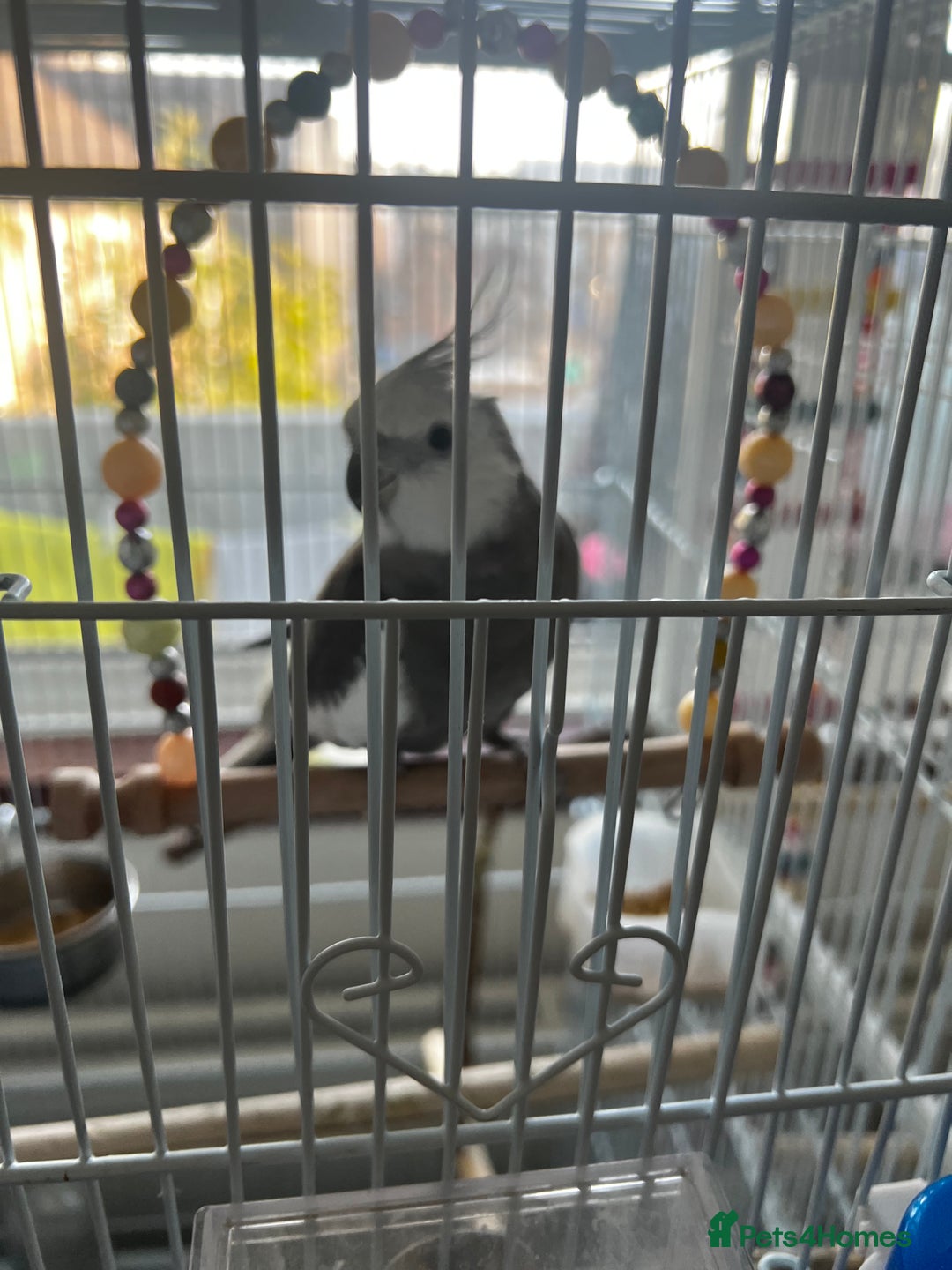 Cockatiels birds for sale: Cockatiel White Face Grey Male - Advert 5