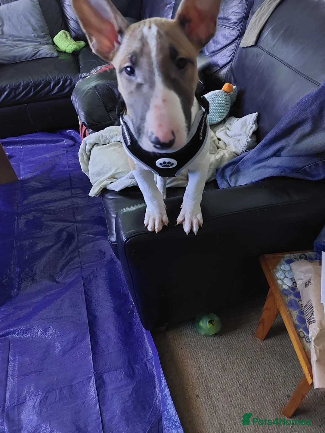 English Bull Terrier dogs for sale: Red needs a home  - Advert 2