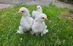 Chickens poultry for sale: 2 Pekin hens and cockerel - Image 1