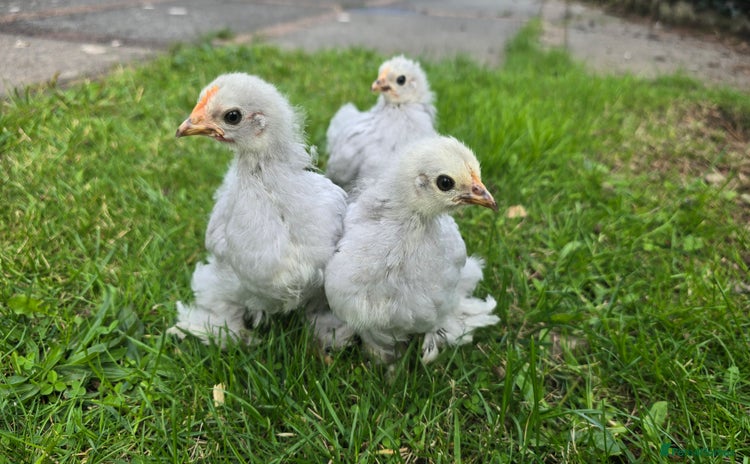 Chickens poultry - Advert 1
