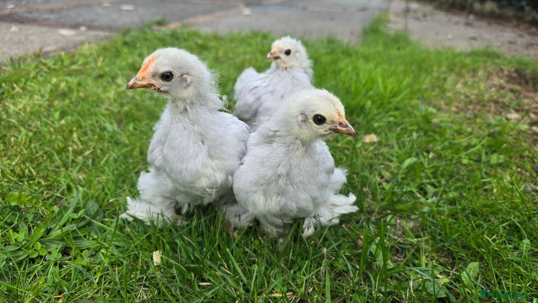 Chickens poultry for sale: 2 Pekin hens and cockerel - Image 1