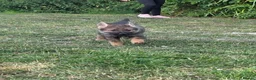 Tamaskan dogs for sale: Tamaskan Puppies *Health Tested Parents* - Advert 15