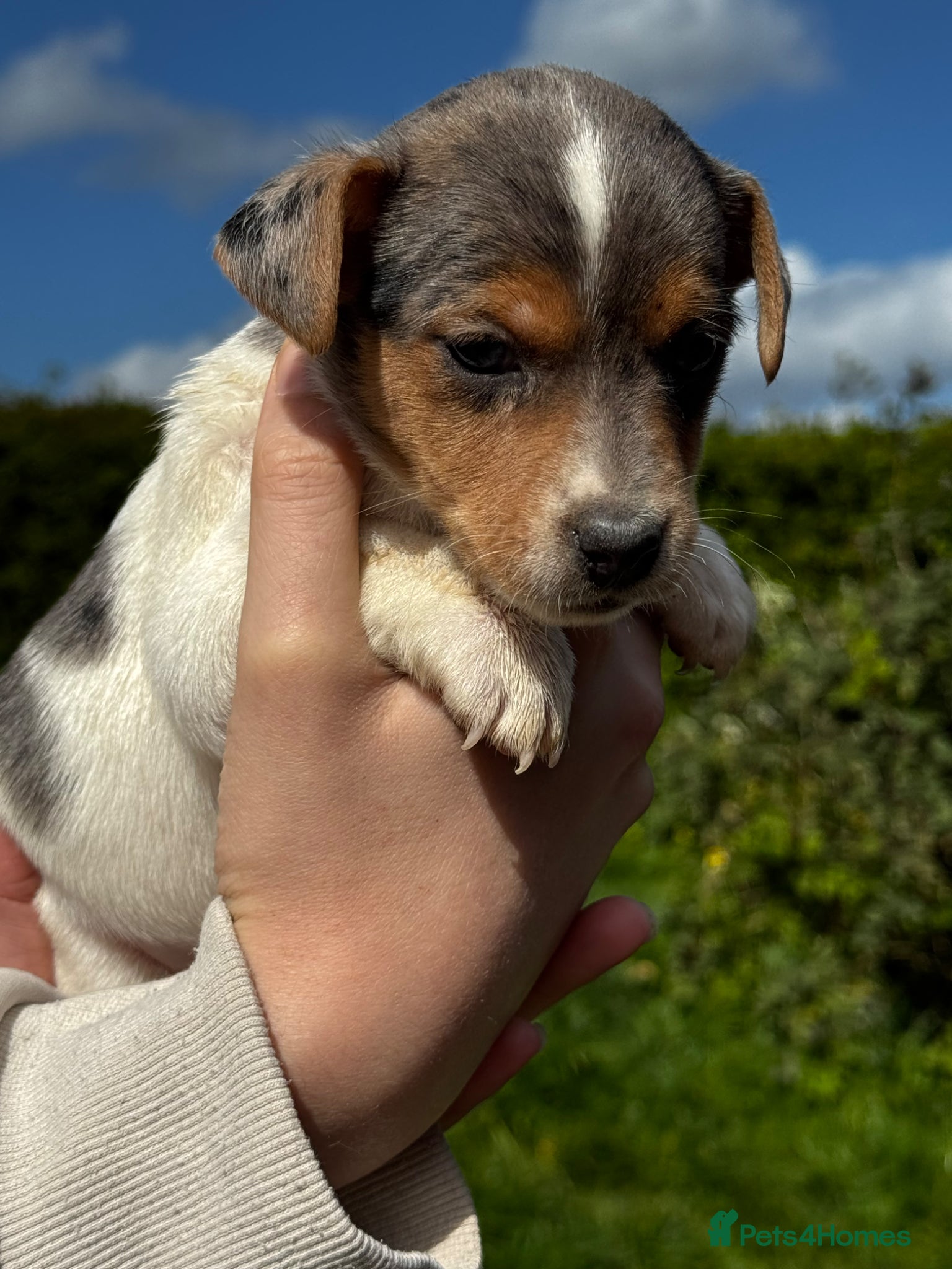 Jack Russell dogs ⭐️ mini Jack Russel puppies ⭐️ - Advert 1