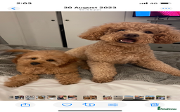 Cavapoo dogs for sale: Minnie and Marnie sad sale due to family split - Image 3
