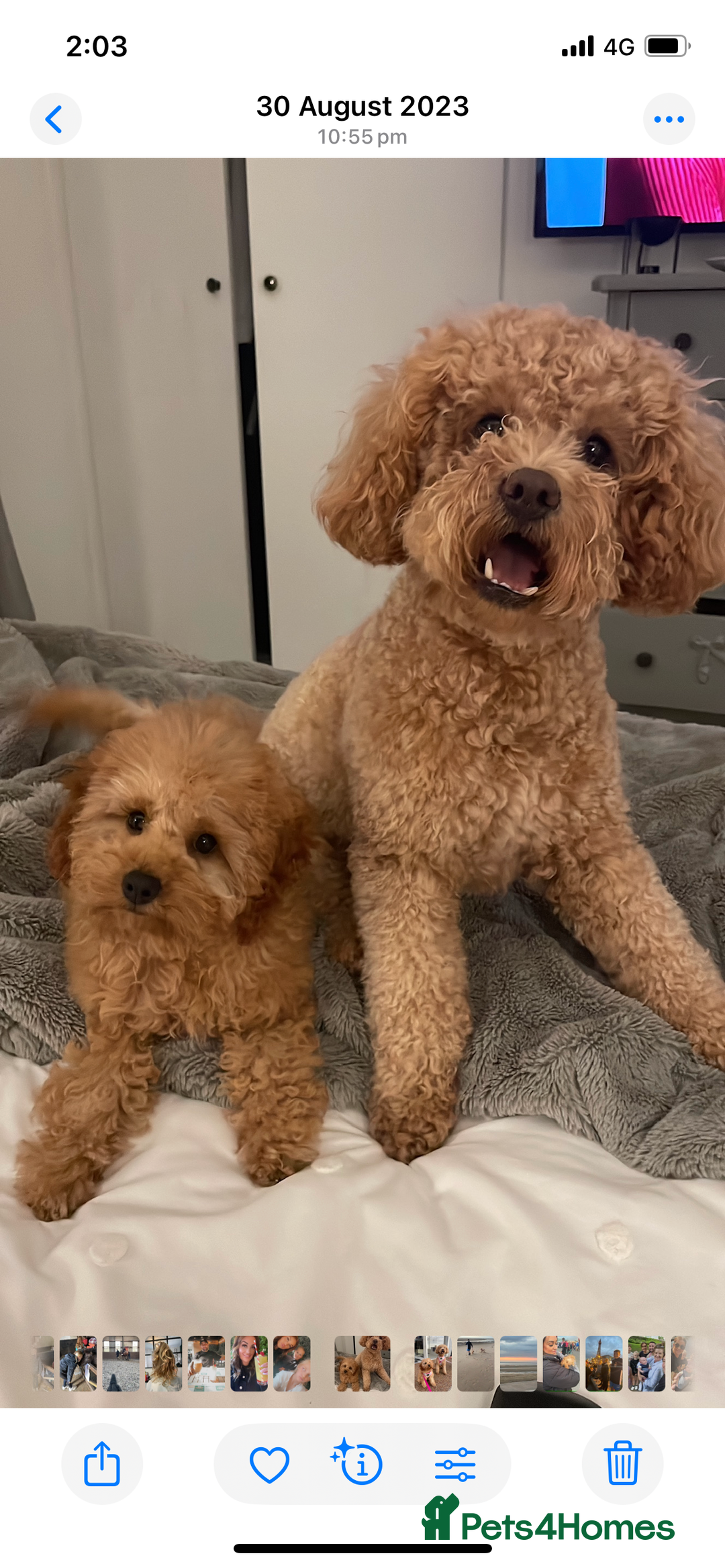 Cavapoo dogs for sale: Minnie and Marnie sad sale due to family split - Image 3