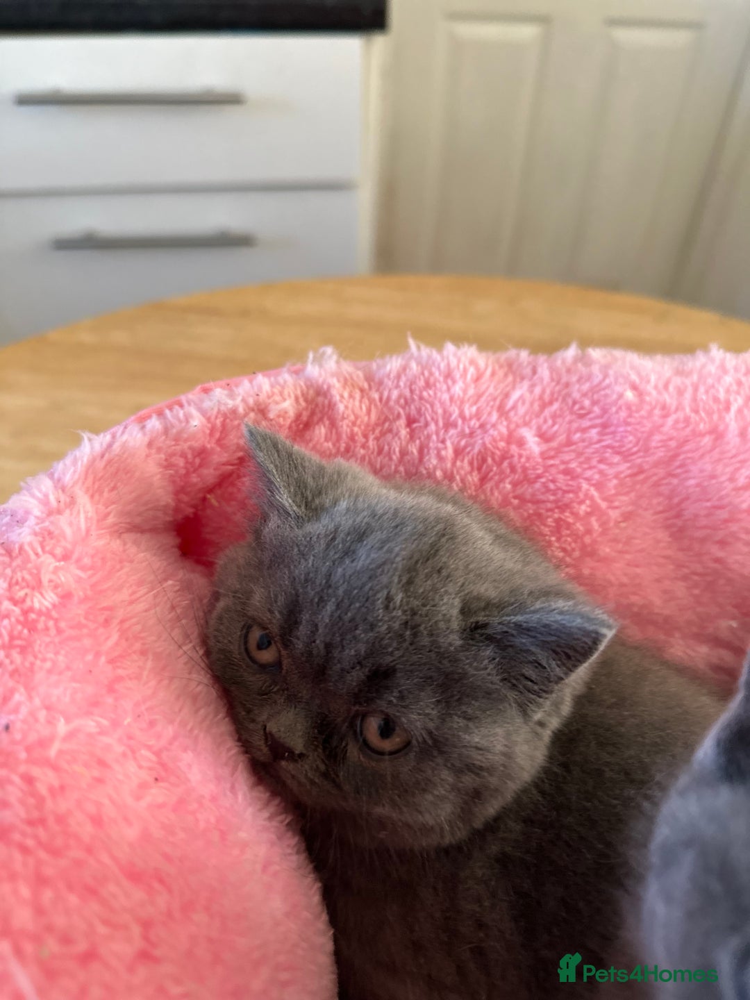 British Shorthair cats for sale: British Blue Pedigree Females - Advert 11