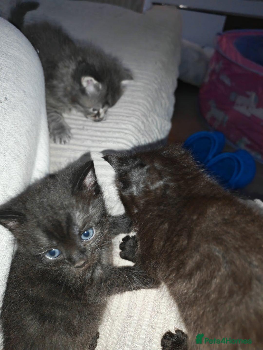 Russian Blue cats for sale: Russian blue male kittens - Advert 8