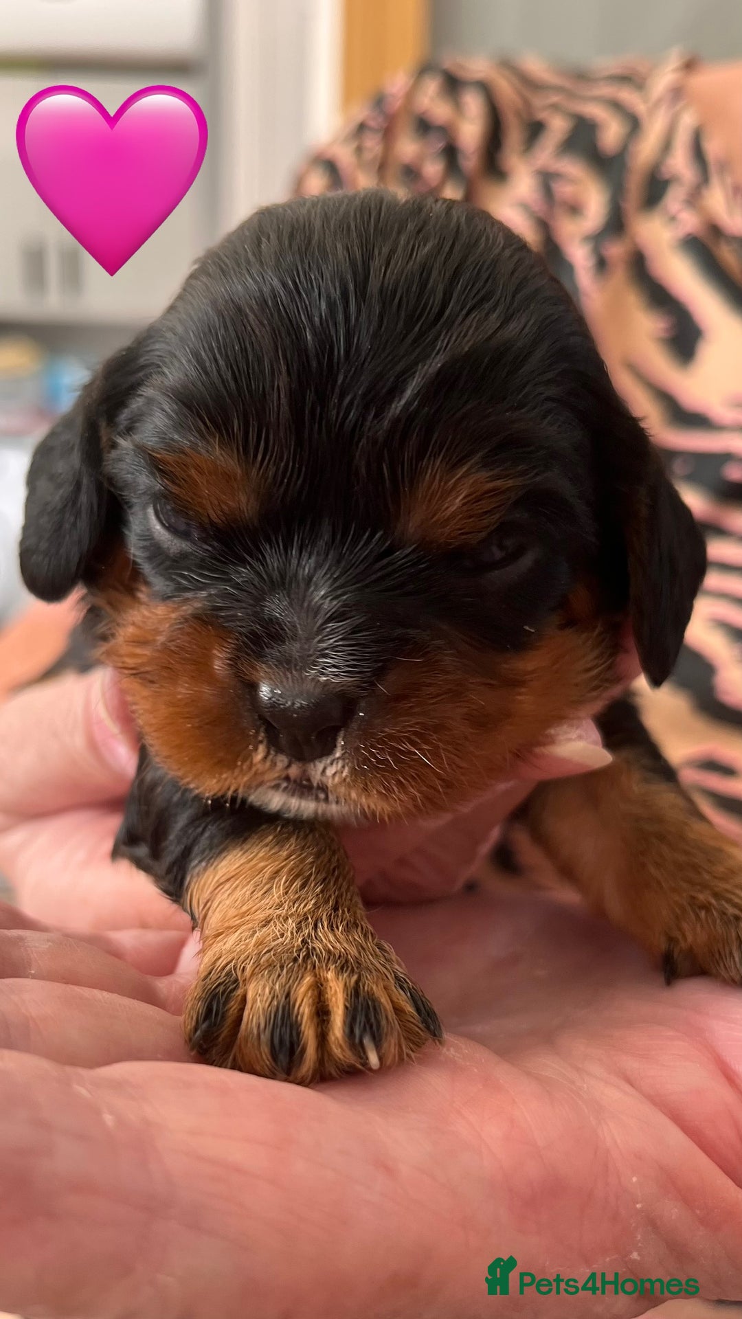 Cavalier King Charles Spaniel dogs for sale: Health Tested Parents - Image 22