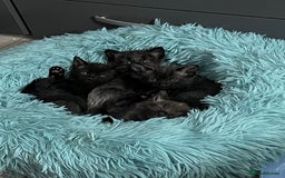 Mixed Breed cats for sale: 4 beautiful grey kittens getting darker  - Image 2