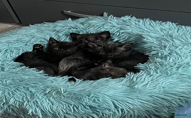 Mixed Breed cats - Advert 13