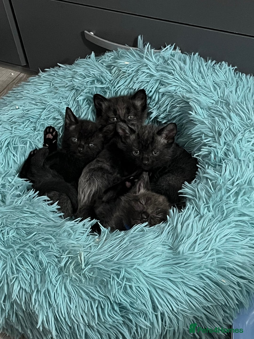 Mixed Breed cats for sale: 4 beautiful grey kittens getting darker  - Image 2