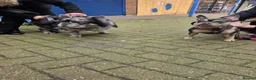 French Bulldog dogs for sale: French buldog in Liverpool - Advert 1