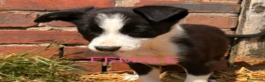 Border Collie 4