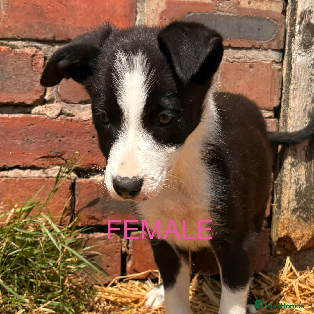 Border Collie dogs for sale: ONE REMAINING - Female Border Collie Puppies - Advert 29