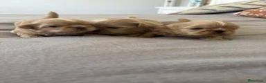 Shih Tzu 1