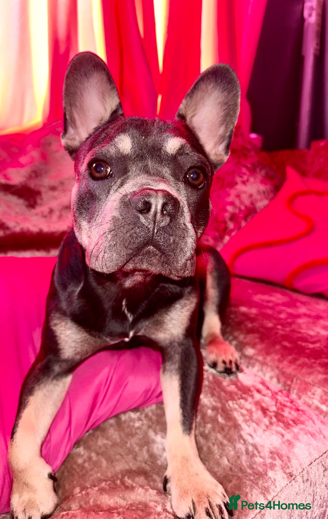 French Bulldog dogs Raven  - Advert 10