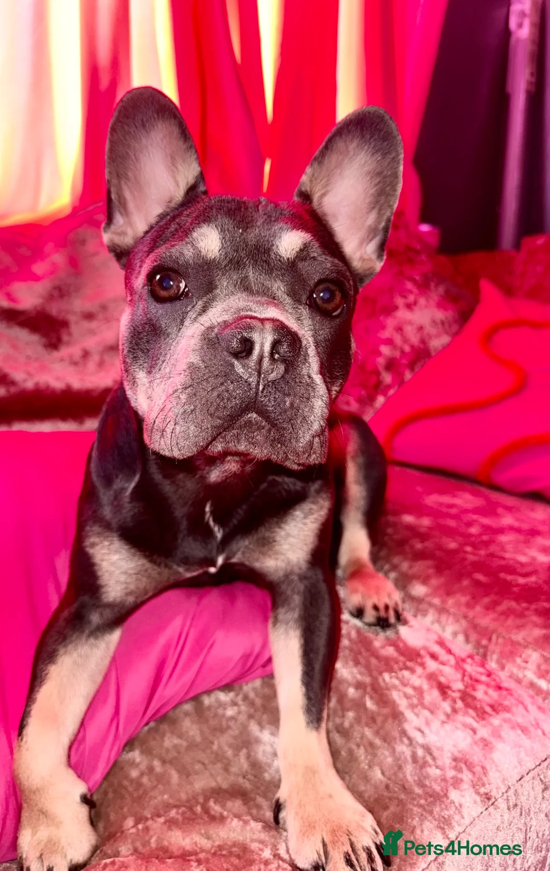 French Bulldog dogs for sale: Raven  - Advert 1