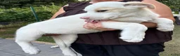 Mixed Breed dogs for adoption: 🤍 LIANA – A Superb young Girl for a Loving Home🩷 - Advert 6