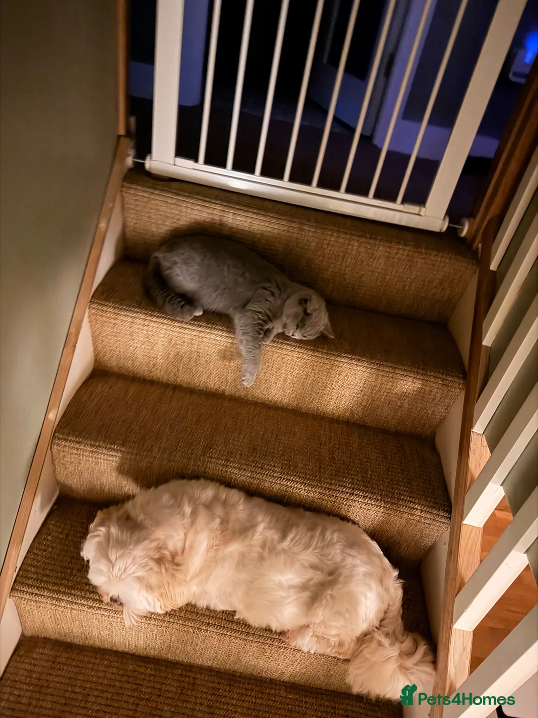 British Shorthair cats for sale: Female British shorthair 10 months old  in Whitby - Advert 3