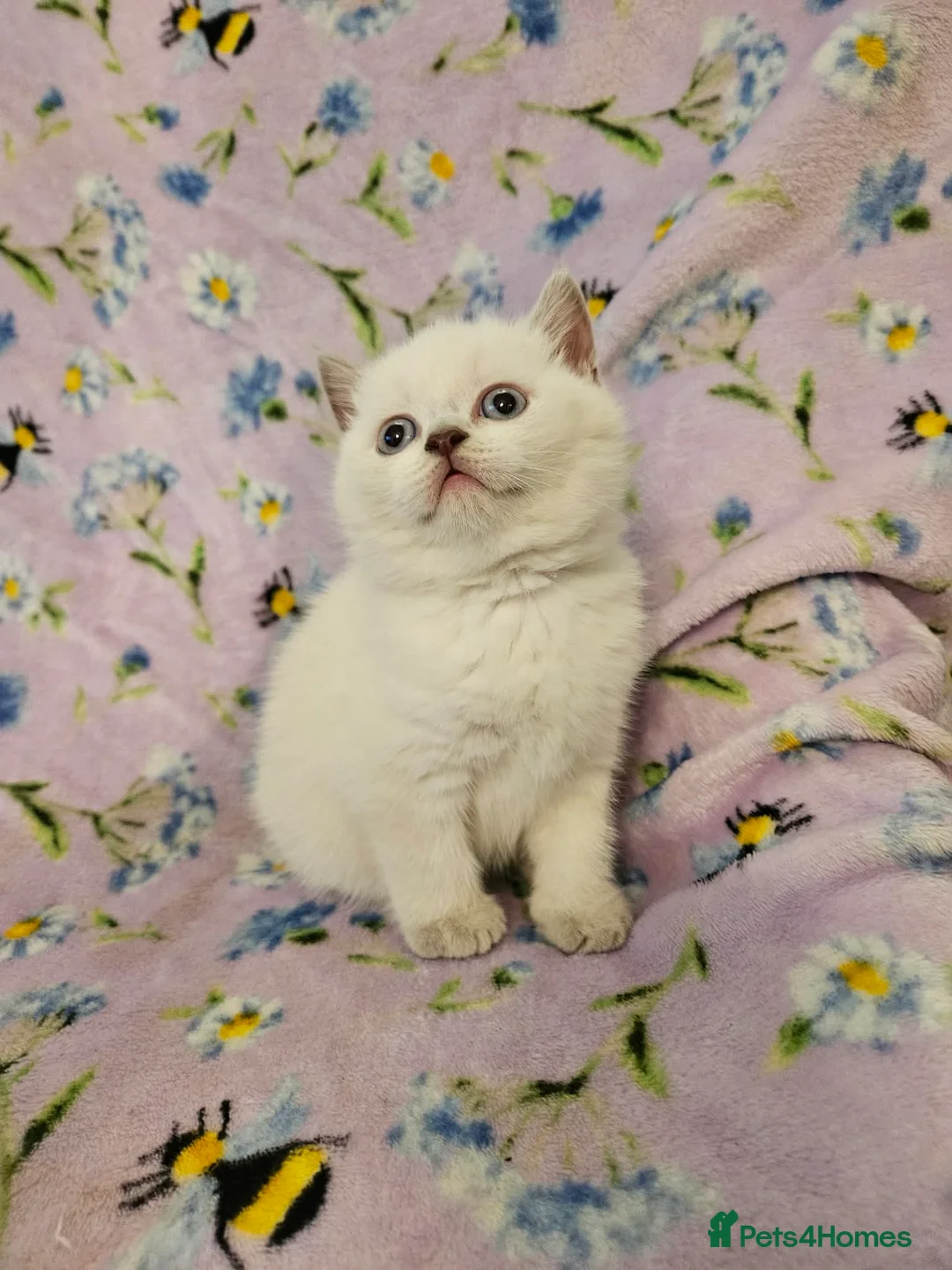 British Shorthair cats for sale: Brittish shorthair kitten  - Advert 5
