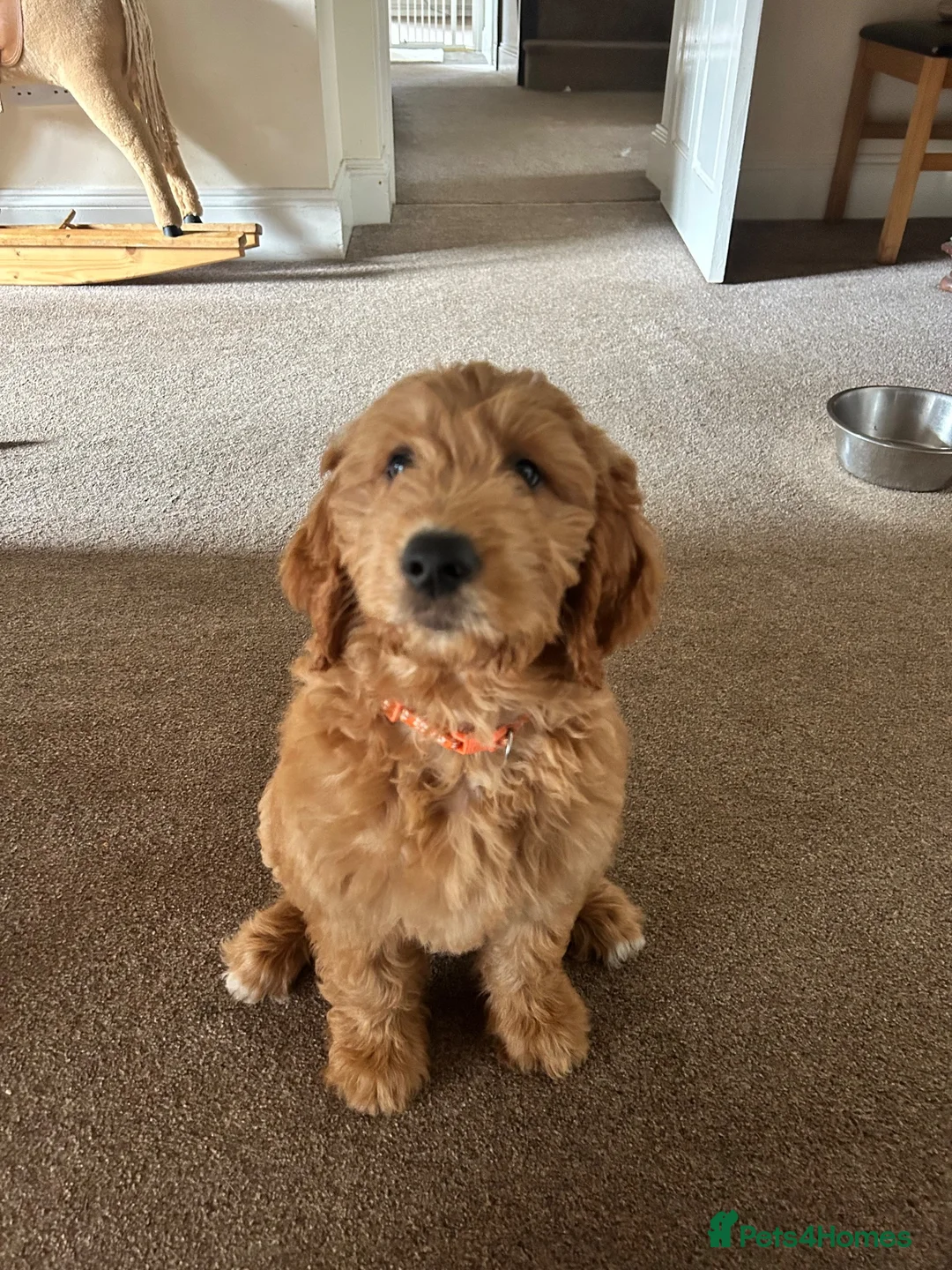 Goldendoodle dogs for sale: Outstanding F1 Standard GoldenDoodles - Advert 1